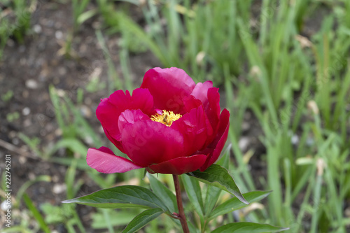 Wallpaper Mural flowers Torontodigital.ca