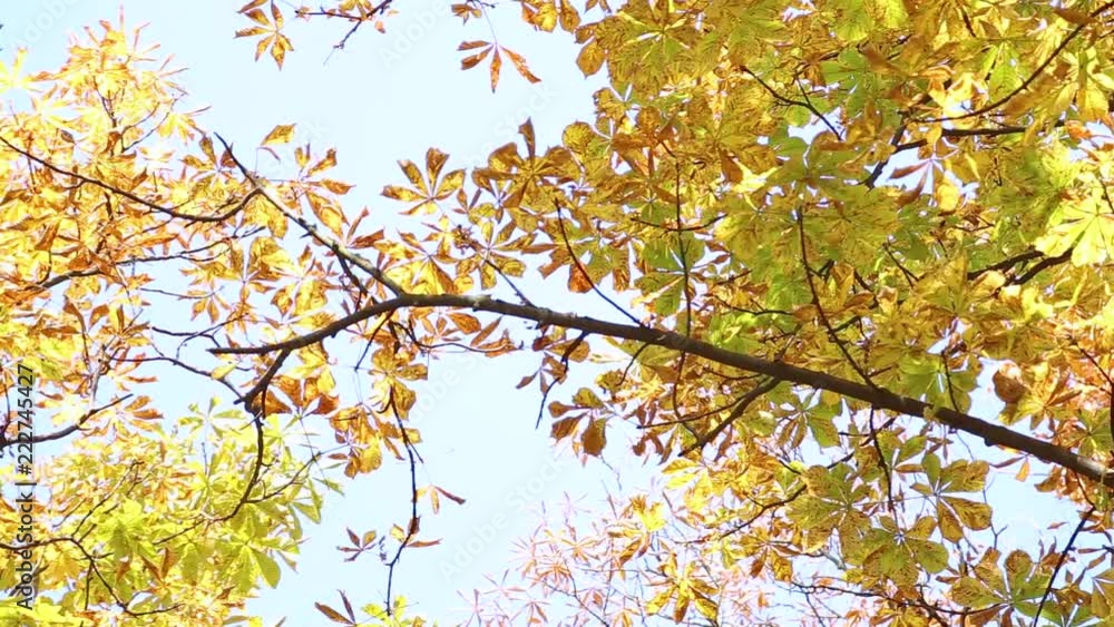 Beautiful colorful golden foliage at autumn trees isolated on bright morning sunny sky. Fall nature background. Real time full hd video footage. Beautiful colorful golden foliage at autumn trees isolated on bright morning sunny sky. Fall nature background. Real time full hd video footage.