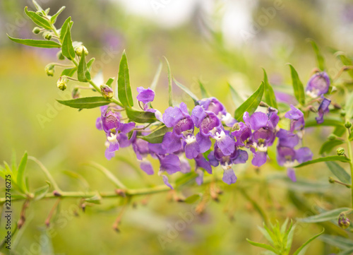 Purple flower nature background in the garden