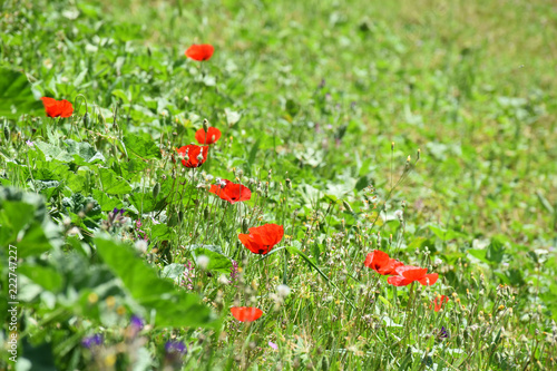 Red flowers view on green spring background 