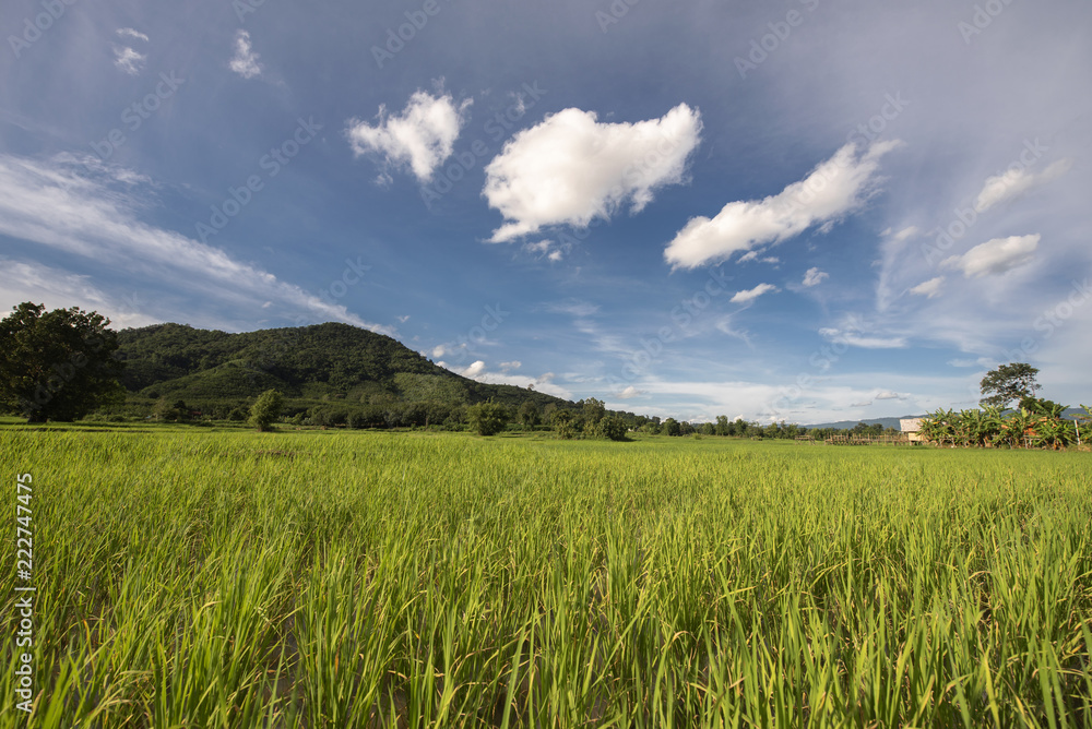 Rice green field with blue sky