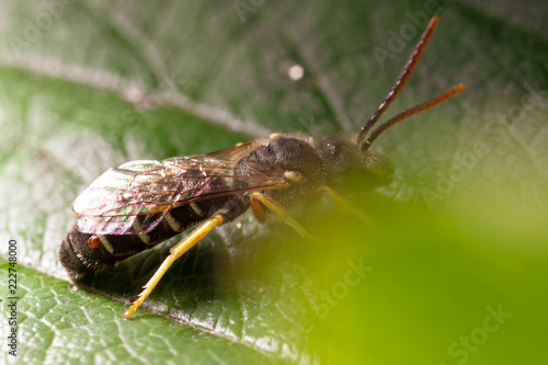 Portrait of a wasp on a green leaf