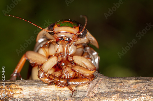 Portrait of a large cockroach in nature