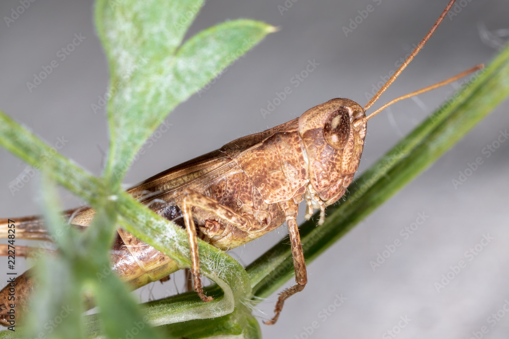 Portrait of a grasshopper on a green plant Portrait of a grasshopper on a green plant