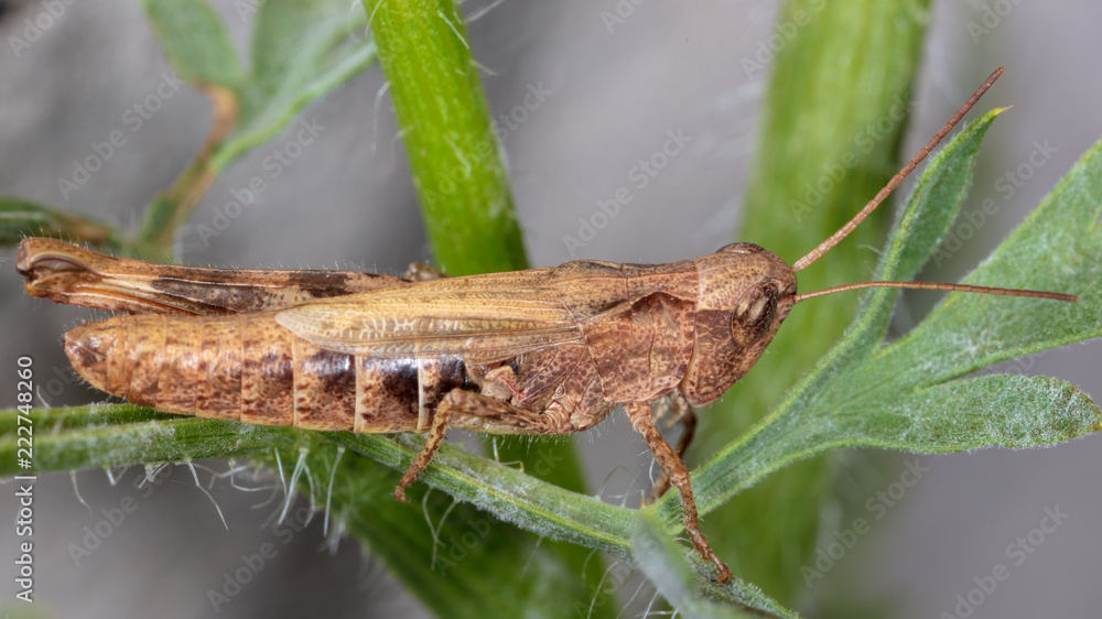 Portrait of a grasshopper on a green plant Portrait of a grasshopper on a green plant