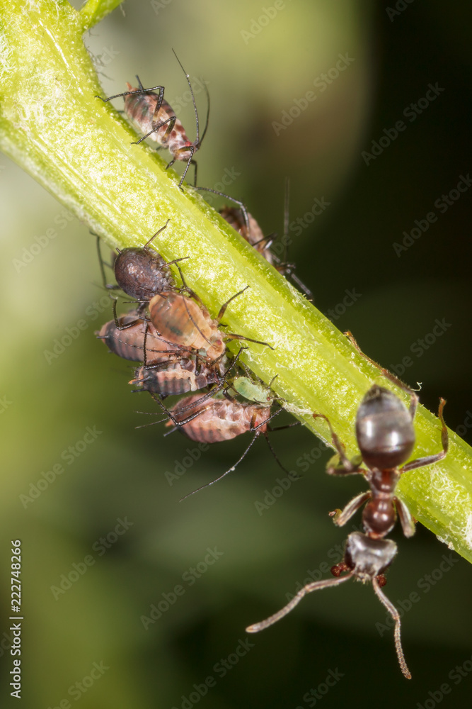 Ants and aphids on the plant. Ants and aphids on the plant.