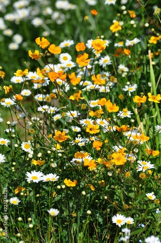 Nelkenwurz im Garten photo