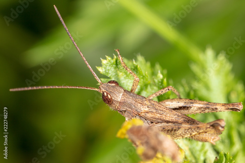 Portrait of a grasshopper on a green plant