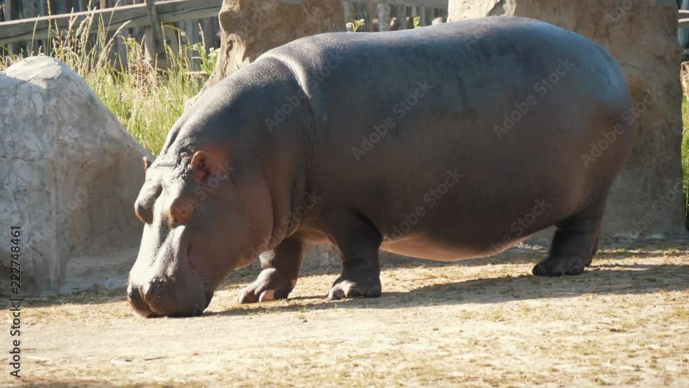 Thick charming Hippo at the zoo in summer Thick charming Hippo at the zoo in summer