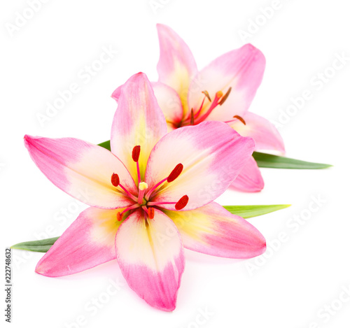 Two pink lily isolated on white background.