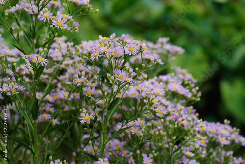 Aster ageratoides (Nokon-giku)
