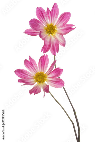 Fototapeta Naklejka Na Ścianę i Meble -  dahlia flower isolated