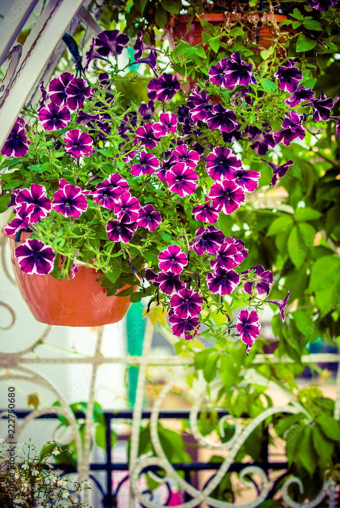 Purple petunias grow on flower beds in the city Purple petunias grow on flower beds in the city