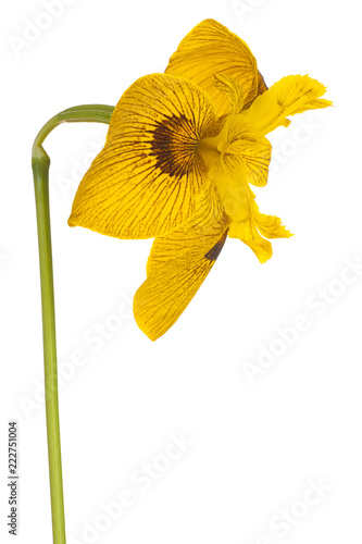 Fototapeta Naklejka Na Ścianę i Meble -  iris flower isolated