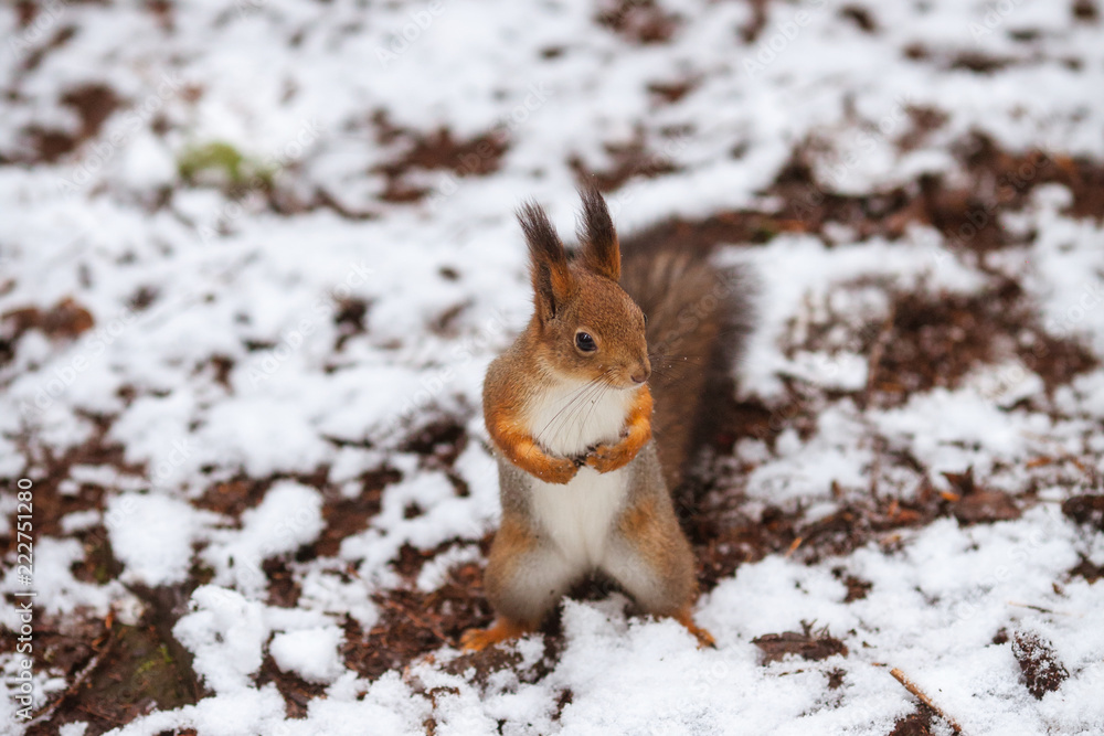 squirrel in snow squirrel in snow