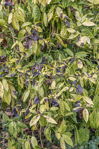 Colorful leaves