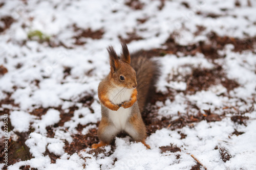 squirrel in snow © Simon