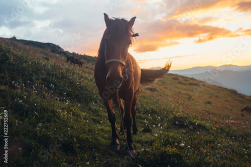 young beautiful stallion on the evening ranch