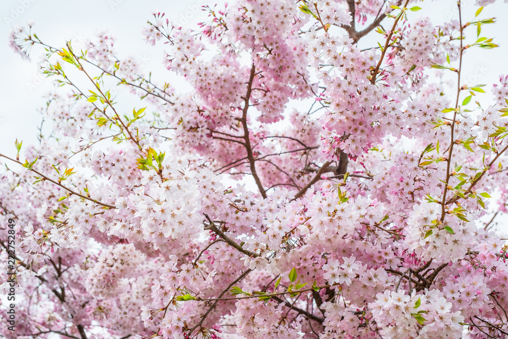 Beautiful full bloom cherry Blossom in the early spring season. Pink Sakura Japanese flower. Japanese Garden. A depth of field with bokeh photo style. Beautiful full bloom cherry Blossom in the early spring season. Pink Sakura Japanese flower. Japanese Garden. A depth of field with bokeh photo style.