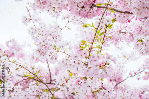 Beautiful full bloom cherry Blossom in the early spring season. Pink Sakura Japanese flower. Japanese Garden. A depth of field with bokeh photo style.