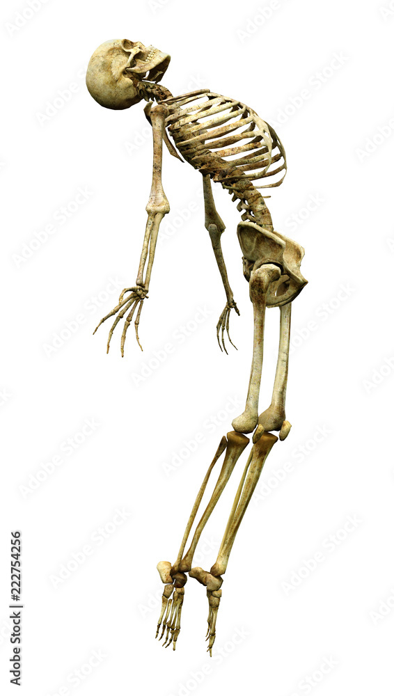Fototapeta premium 3D Rendering Human Skeleton on White