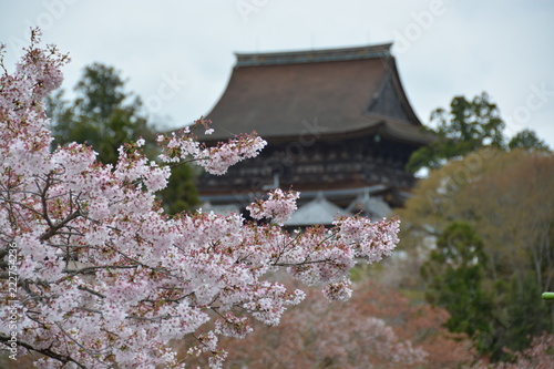 奈良県の吉野の千本桜 photo