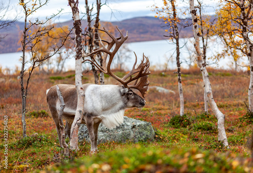 Big reindeer in the forest, mountains in the background, Lapland, Finland