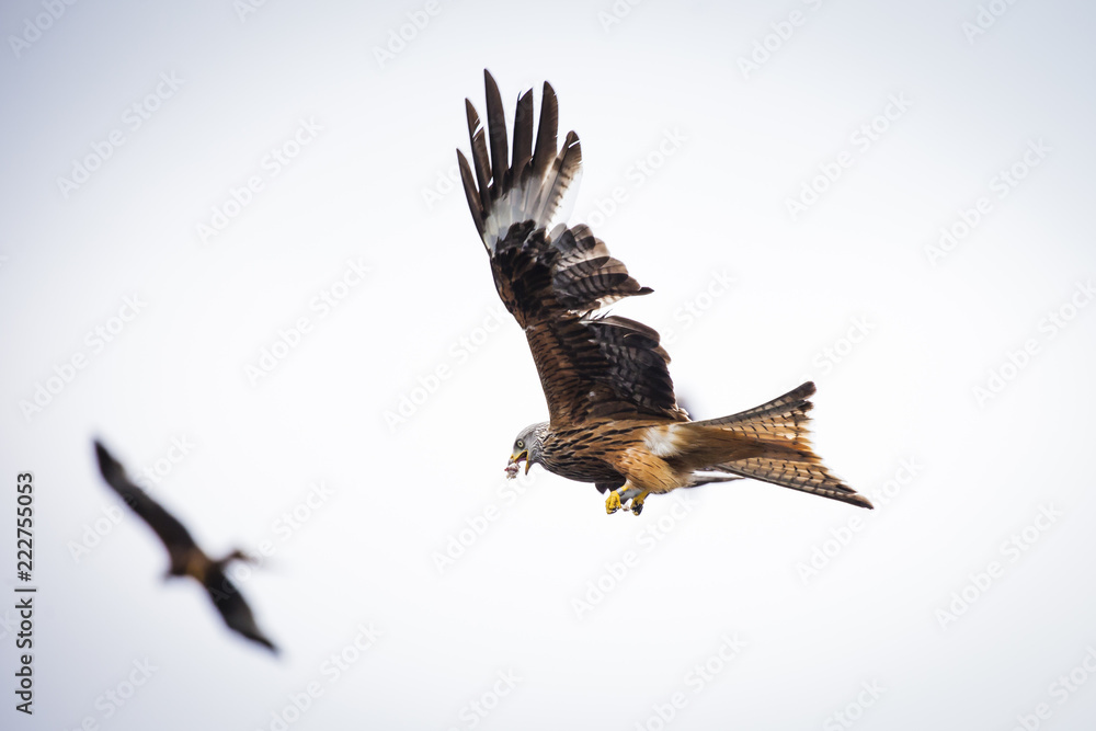 Obraz premium Red Kite 4