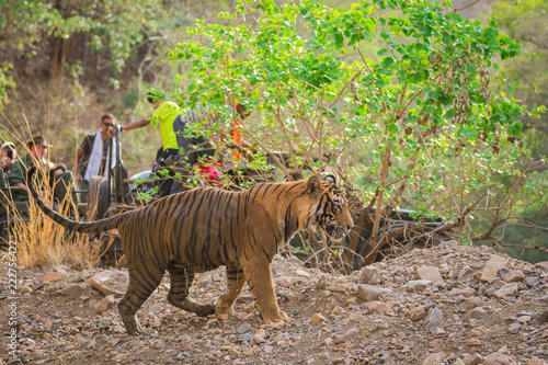 A angry male tiger charged over gypsy at ranthambore national park