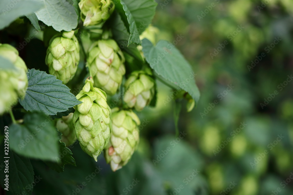 Nahaufnahme von wildem Hopfen Nahaufnahme von wildem Hopfen