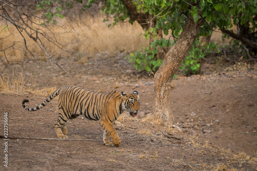 A female sub adult after fight with a male tiger at ranthambore national park