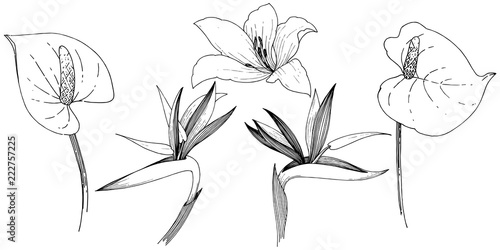 Tropical flower in a vector style. Isolated illustration element. Vector flower for background, texture, wrapper pattern, frame or border.