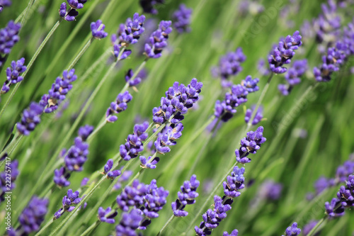 Fototapeta Naklejka Na Ścianę i Meble -  lavender