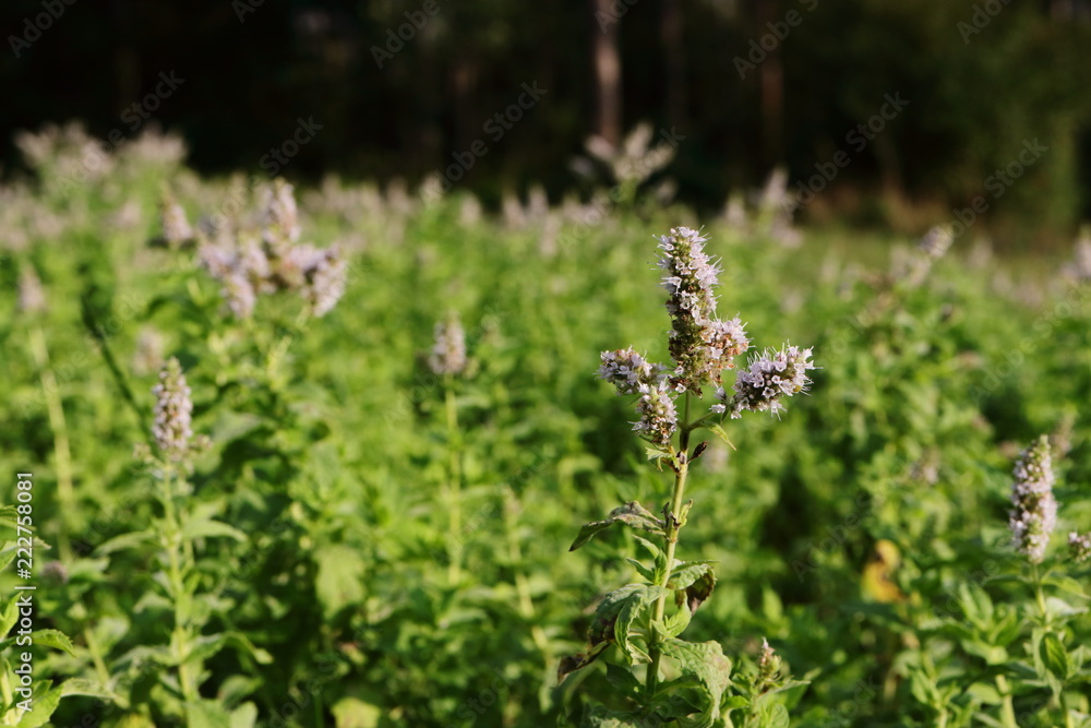 wilde Minze am Waldrand in Blüte wilde Minze am Waldrand in Blüte
