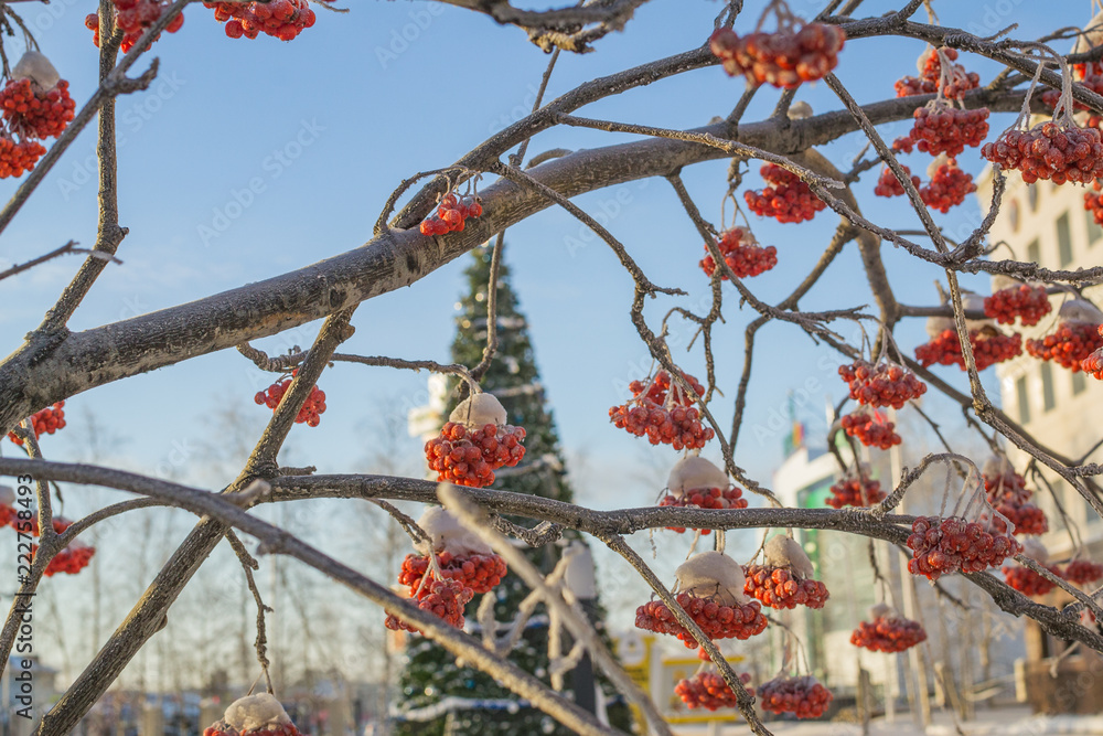 winter red berries winter red berries