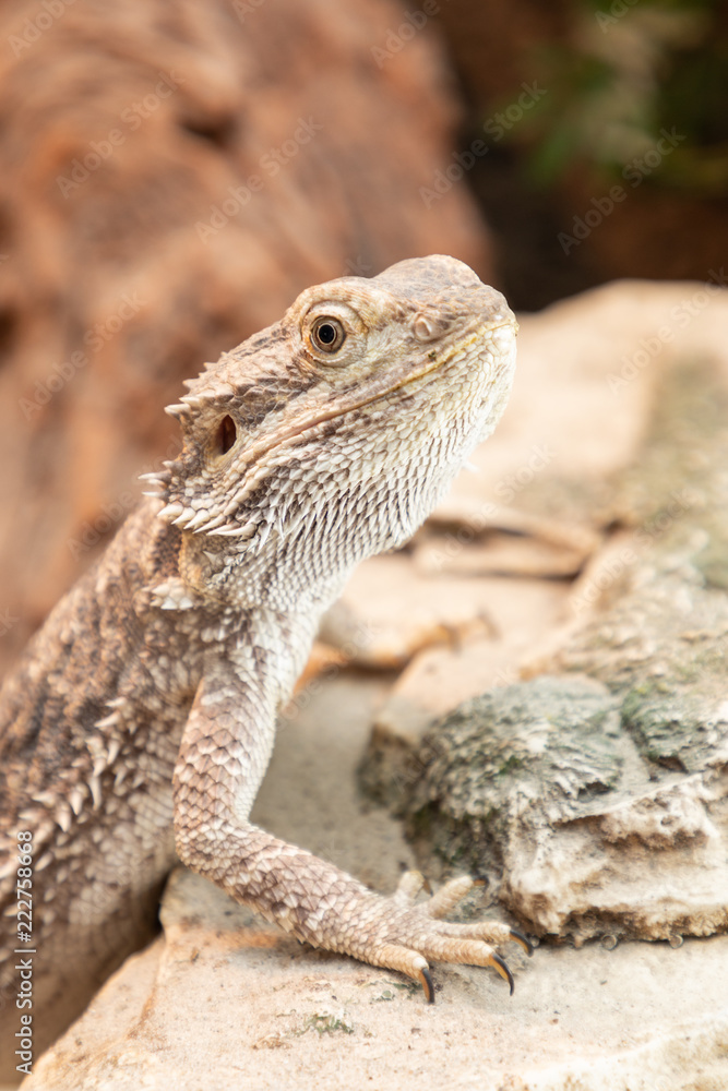 bearded dragon in a terrarium bearded dragon in a terrarium