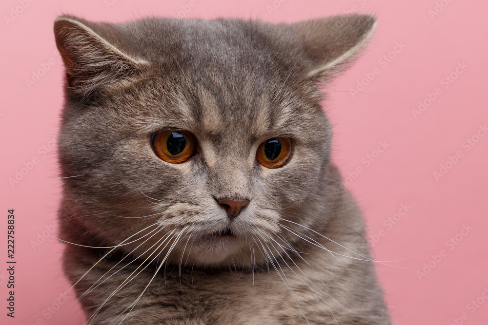 Portrait of cute cat scottish straight in studio with pink background. Close up