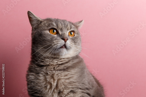 Portrait of cute cat scottish straight in studio with pink background. Copy space. Close up