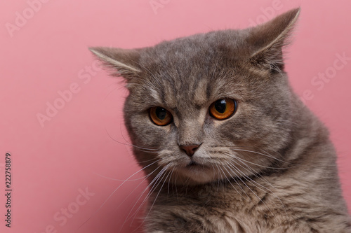 Fototapeta Naklejka Na Ścianę i Meble -  Portrait of cute cat scottish straight in studio with pink background. Copy space. Close up