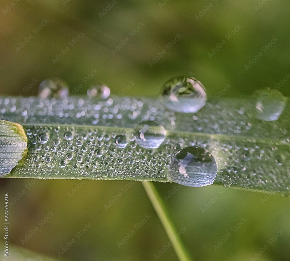 Transparent rain drops on a green blade of grass. Meadow after the rain. Close-up. Macro. Soft focus effect. Transparent rain drops on a green blade of grass. Meadow after the rain. Close-up. Macro. Soft focus effect.