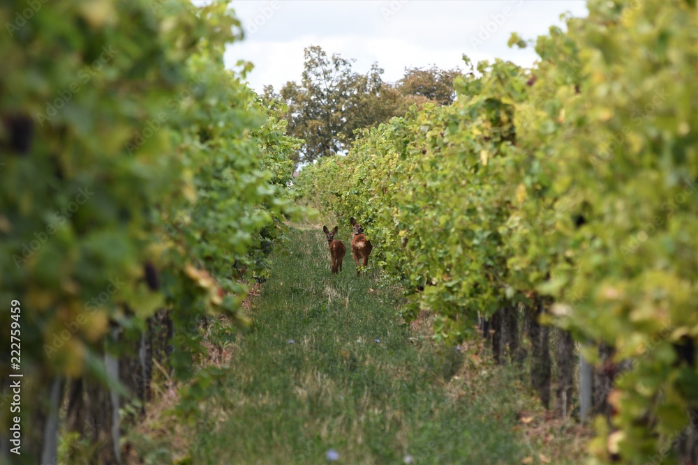 A view of the vineyards with roe deer