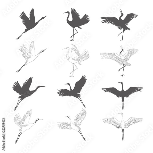 Wild birds in flight. Animals in nature or in the sky. Cranes or Grus and stork or shadoof and Ciconia with wings. engraved sketch hand drawn in vintage style.