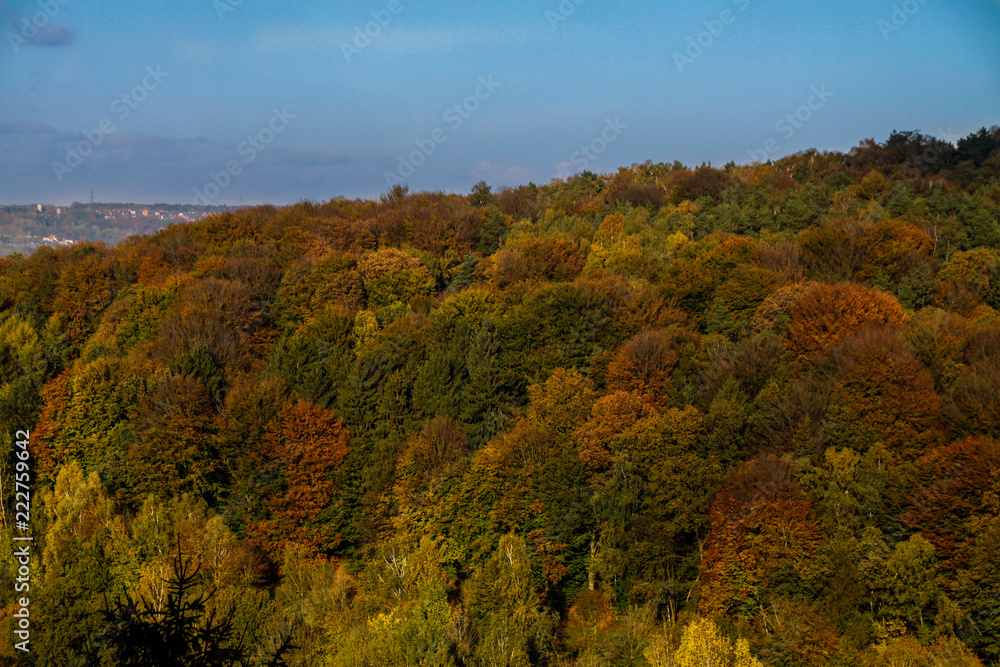 autum forest in northern germany