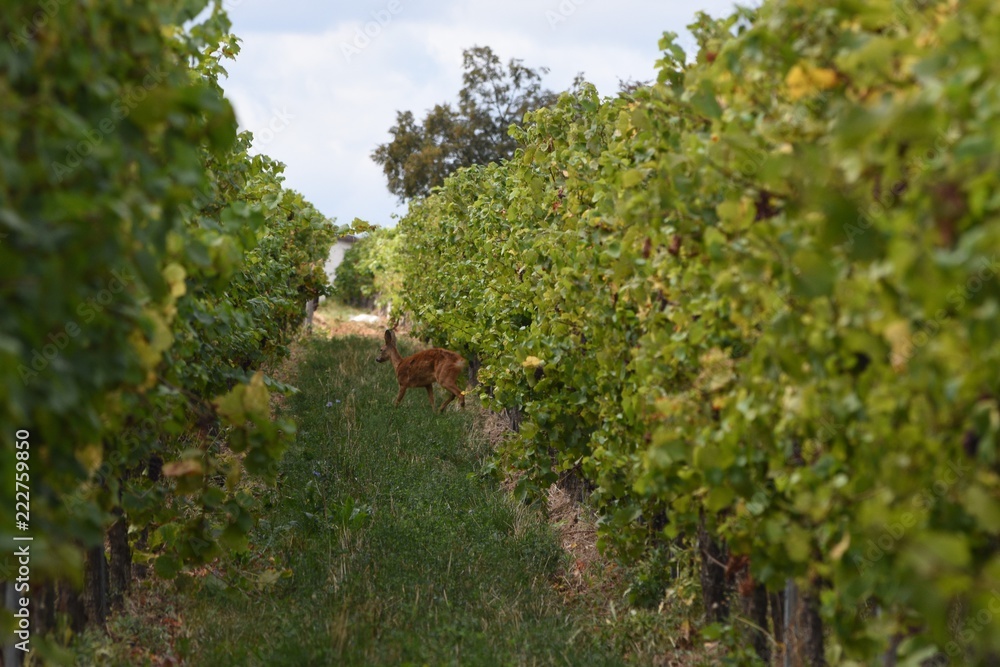 A view of the vineyards with roe deer