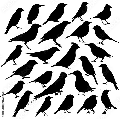 Birds silhouette collection