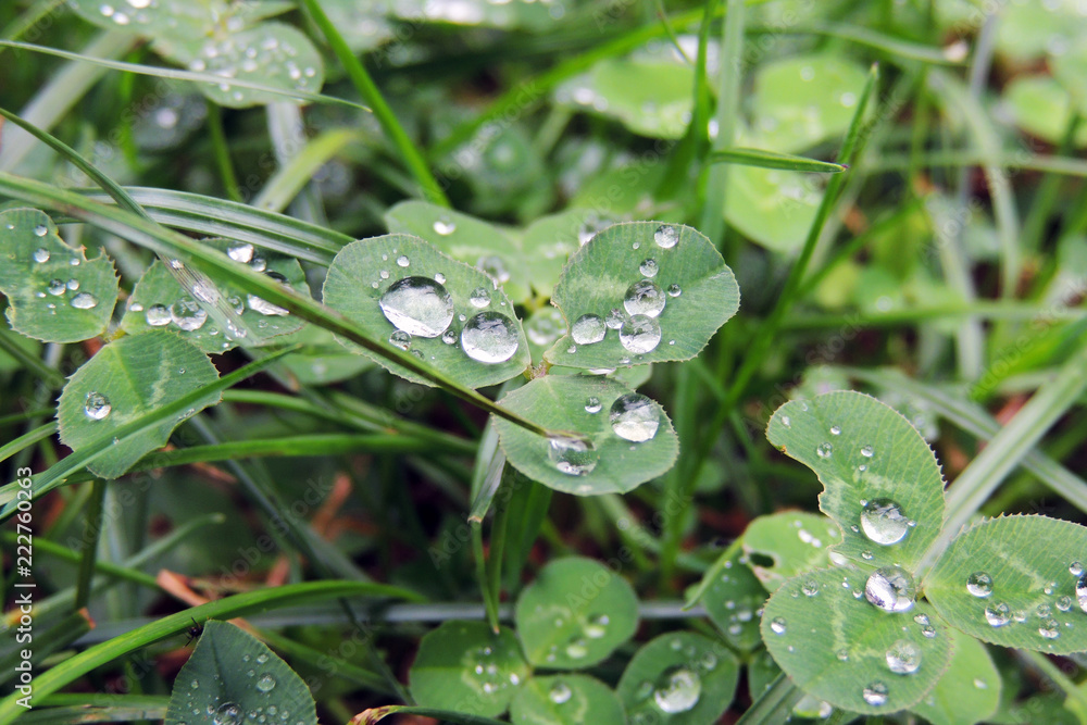 drops of rain on the grass drops of rain on the grass