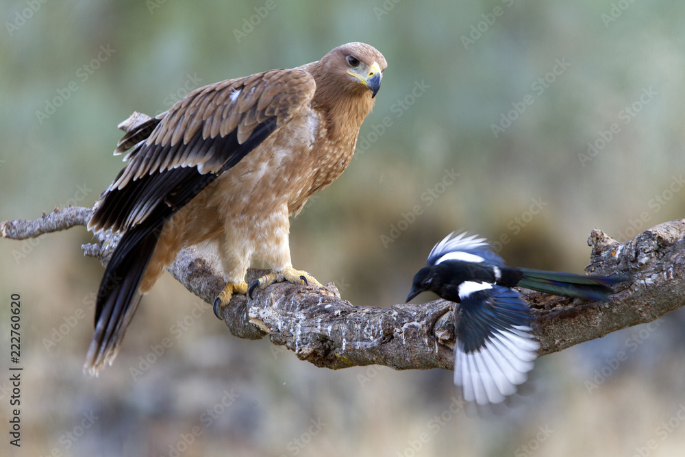 Fototapeta premium Inmature Spanish Imperial Eagle. Aquila adalberti
