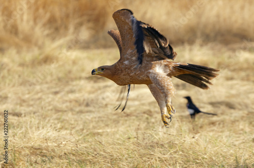 Young female of Spanish Imperial Eagle. Aquila adalberti