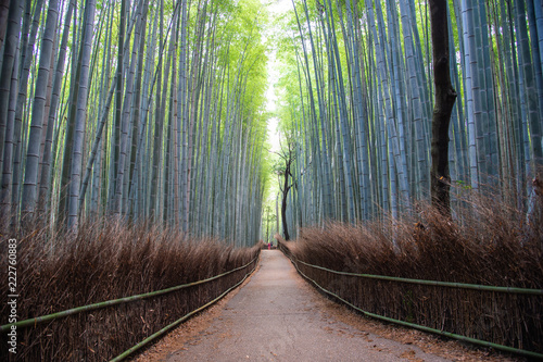 Bamboo forest in Arashiyama  Japan