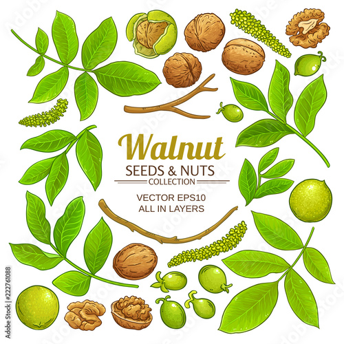 walnut plant vector